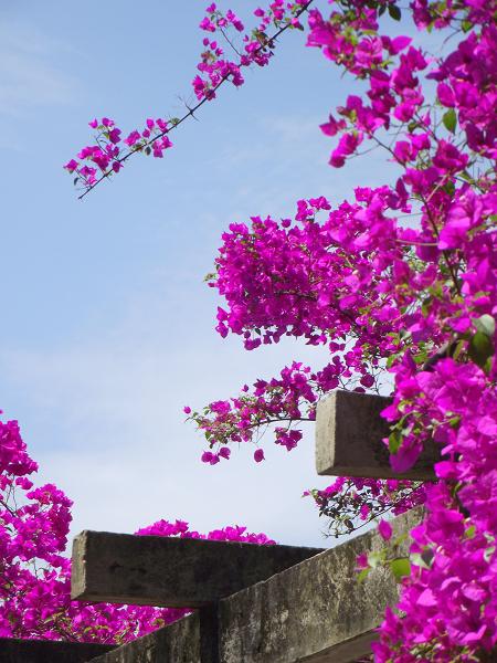 flores e céu azul limpo na Praça João Paulo I em Porto Alegre, RS, blog de Porto Alegre