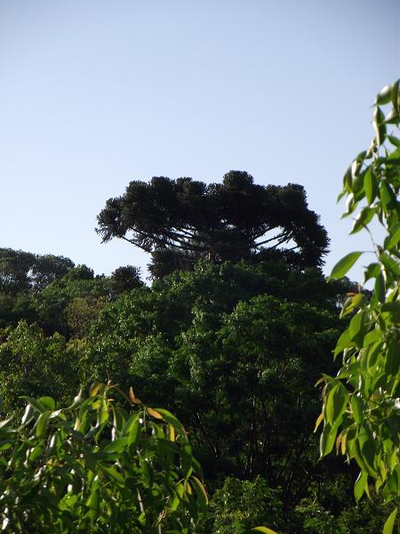 araucária