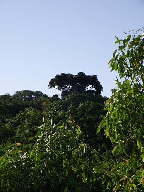 natureza