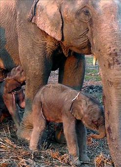 [07+Nacen+los+primeros+elefantes+gemelos+del+mundo+en+Tailandia.jpg]