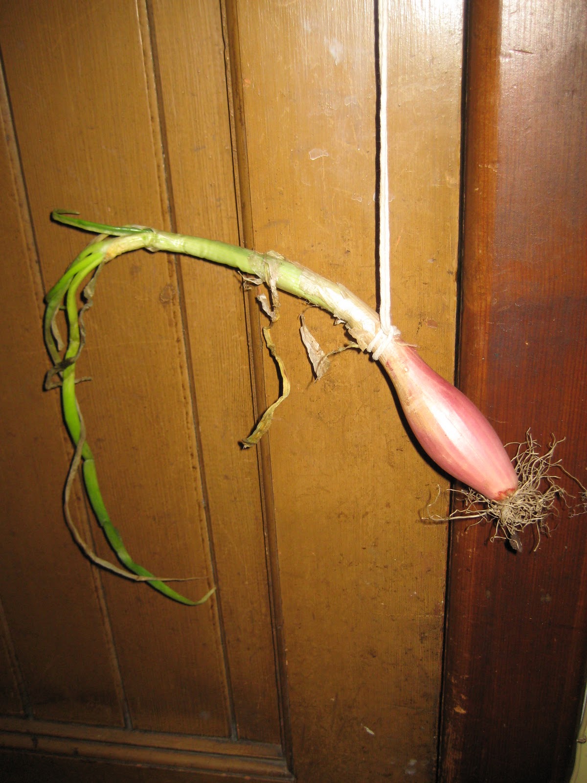 Mal's Allotment How to string onions