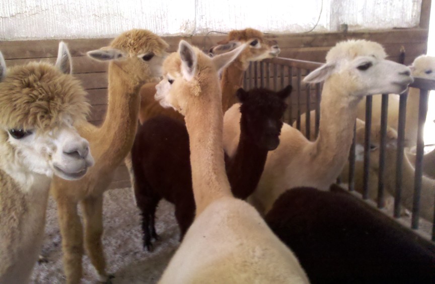Divinebunbun's Rugged Rural Missouri At the Alpaca Farm