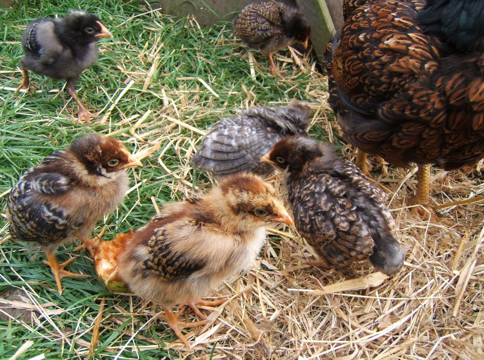 Bellecross Hens: Chicks 3 weeks old