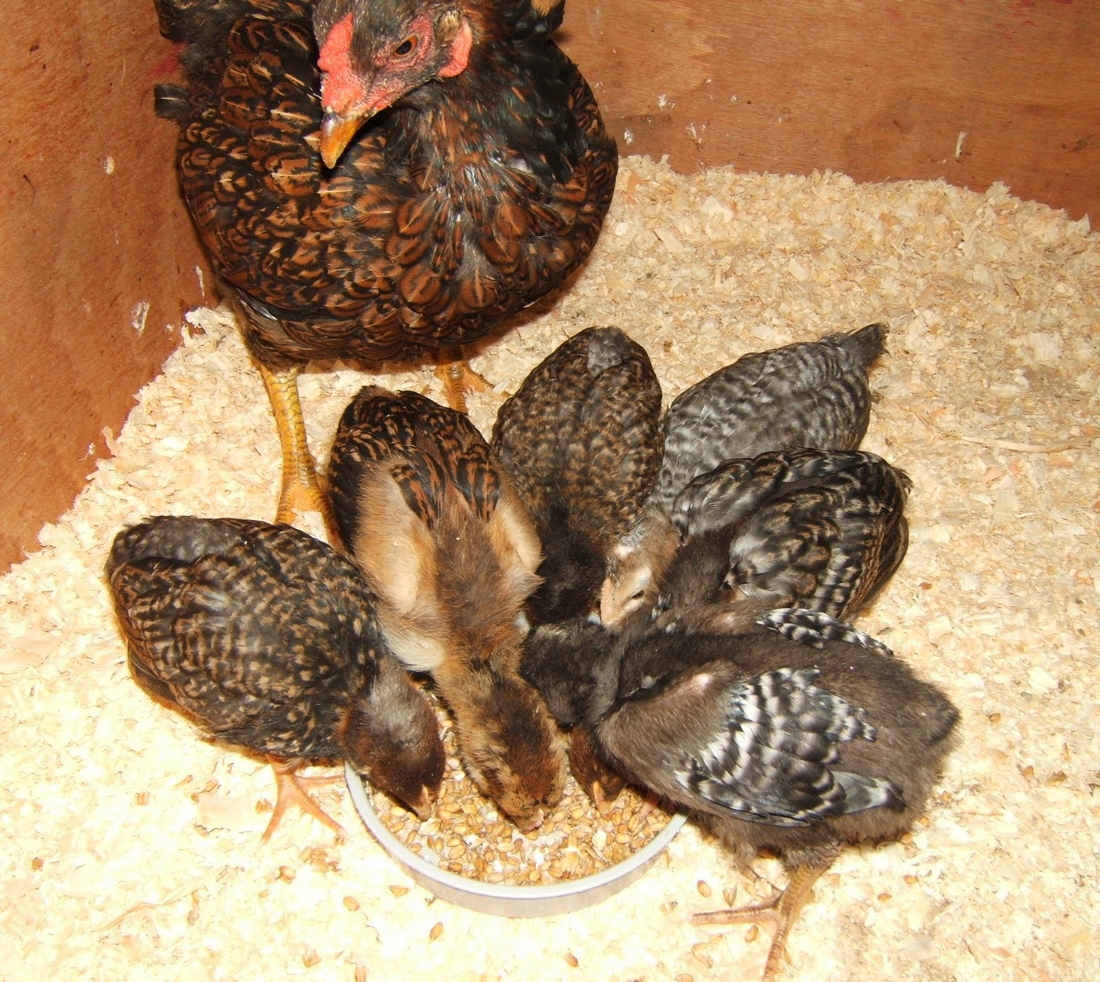 Bellecross Hens: 4 weeks old