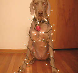 christmas lights led dog dogs traditional string verus puppy chirstmas weimaraner xmas wrapped cons