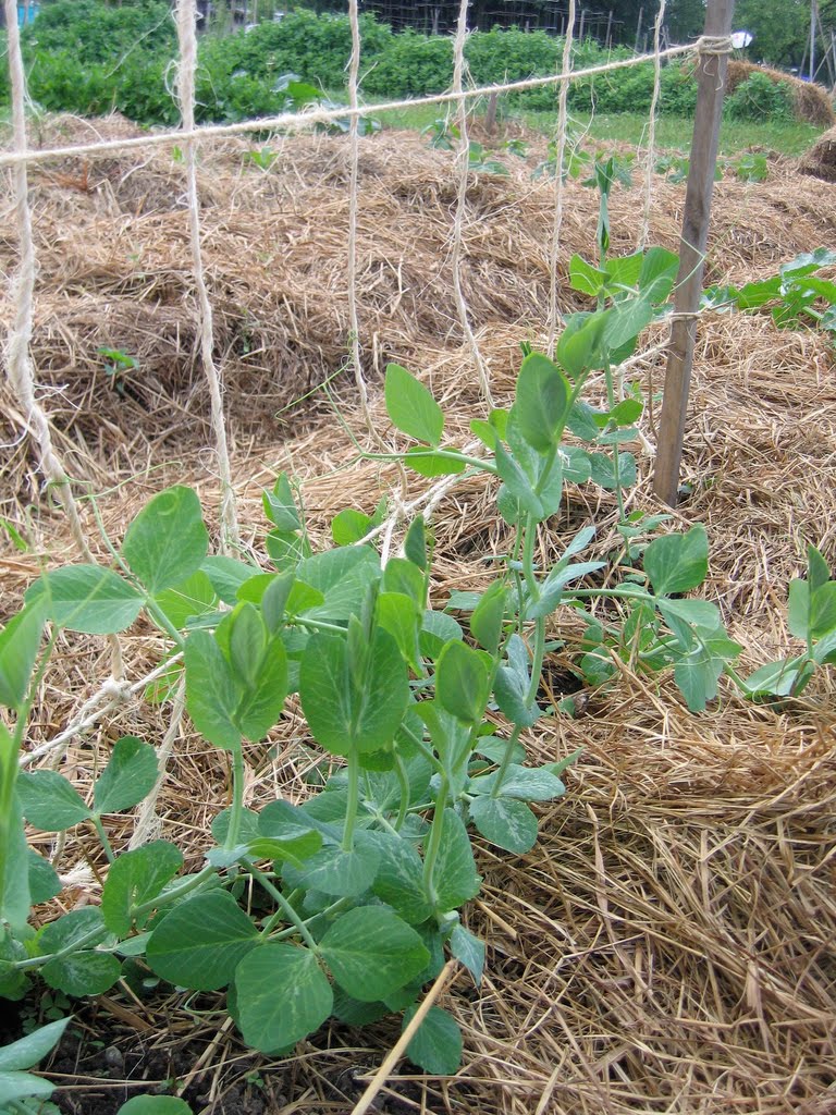 Ewa in the Garden 15 ideas of DIY pea trellis