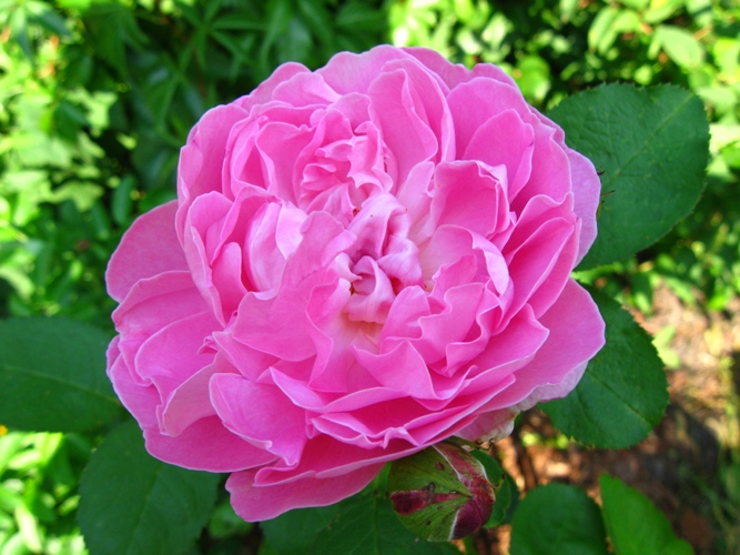 Garden Flowers In The World: Flowers in season - GBBD August 2010