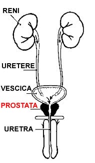 ghiandola prostatica di indurimento
