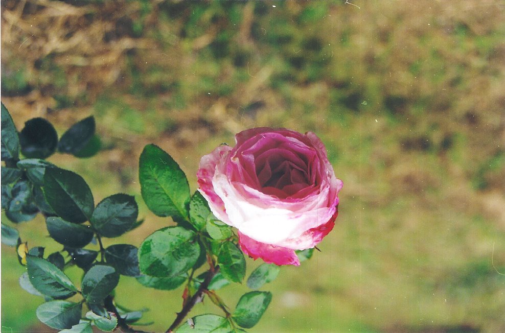 [7.bmp]