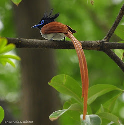 asian paradise flycatcher birds indian common