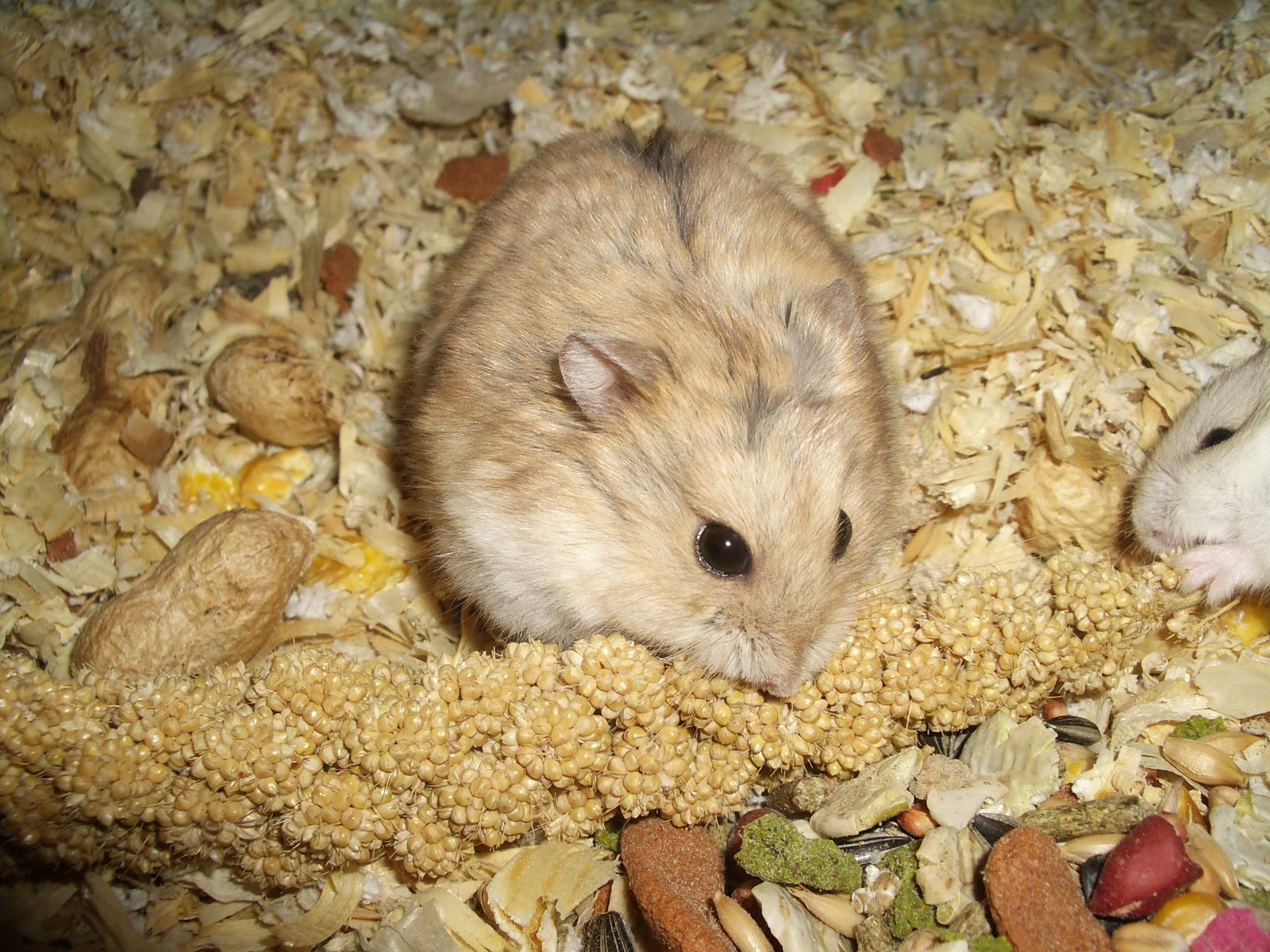 Cheshire Hamster Breeder The Paparazzi and London