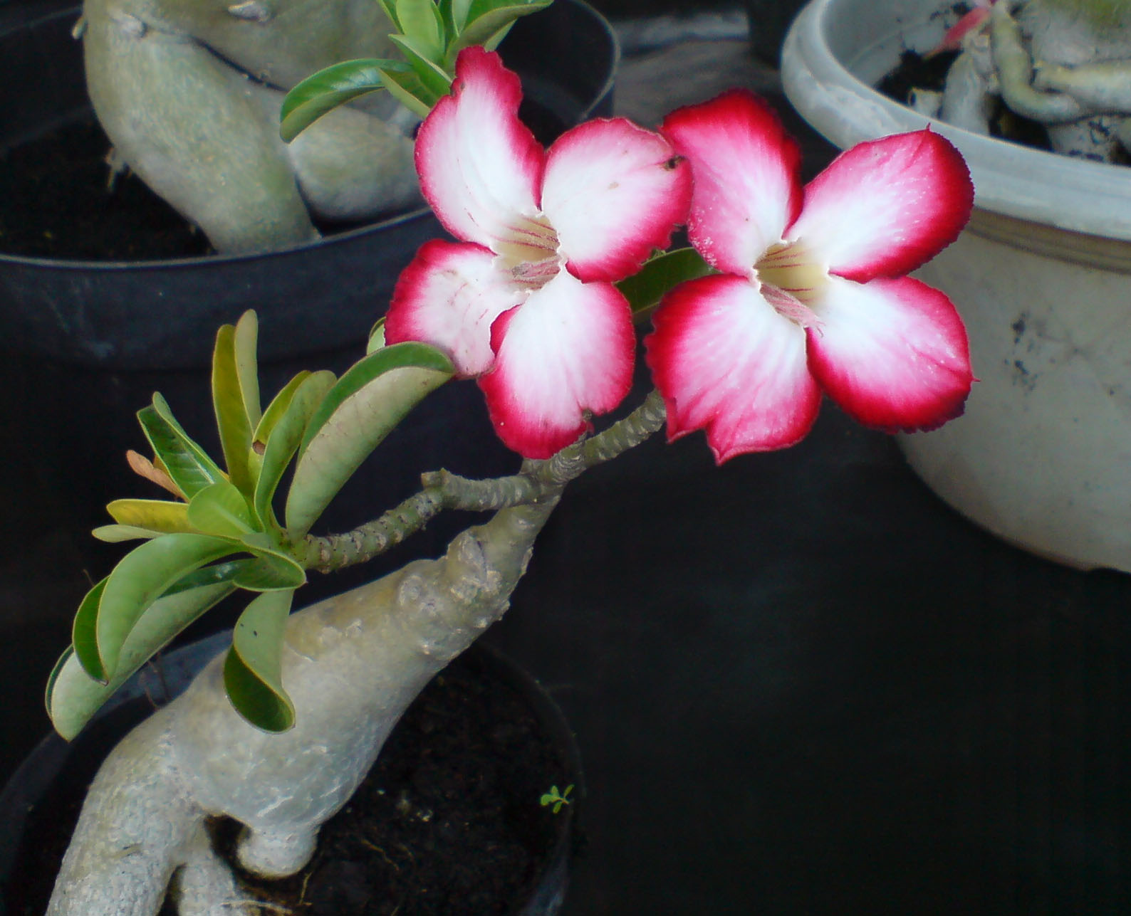 Blog Adenium Adenium empat kelopak bunga 