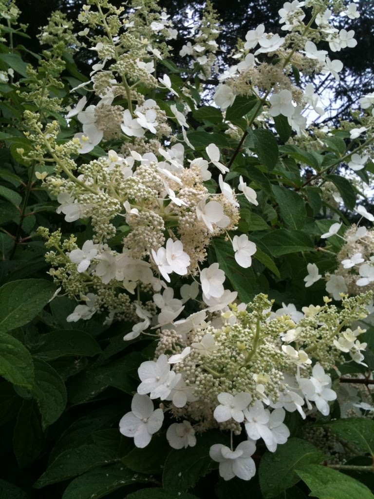 My Hingham Gardens My Hydrangea Paniculata 'Tardiva' almost in full bloom