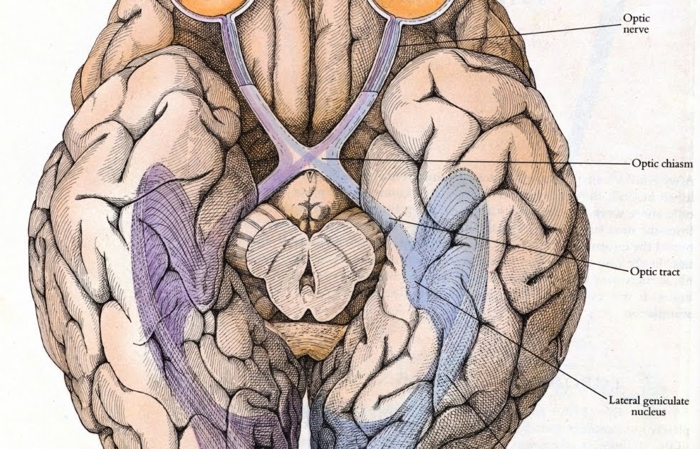 Зрительный нерв в головной мозг. Перекрест волокон зрительного нерва. Зрительный Перекрест анатомия. Перекрест зрительных нервов. Зрительная хиазма.