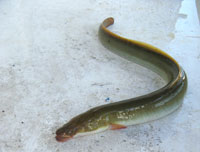 [Anguille-6-Acolas-ml.jpg]