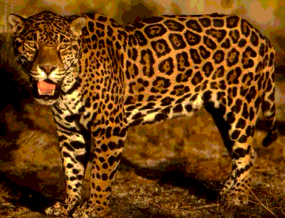 Universo Xamânico: Animal de poder Jaguar
