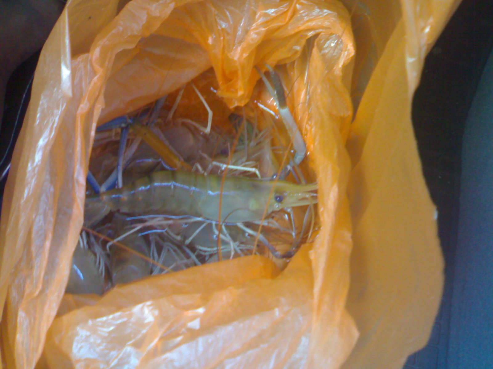 My Life My Words: Nak bela udang galah konon.....