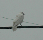 White American Crow