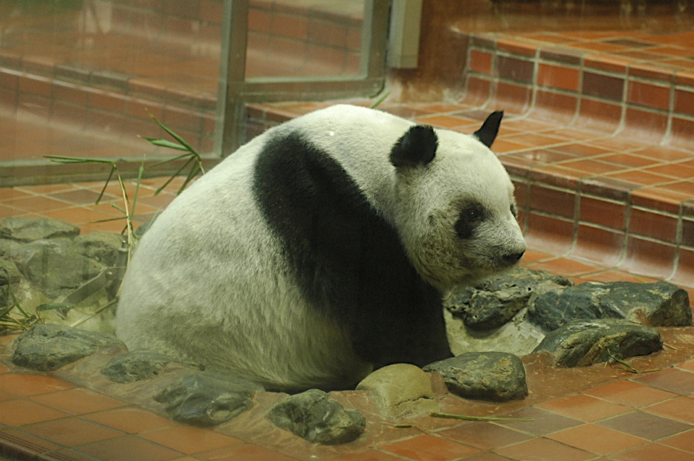 [panda02.jpg]