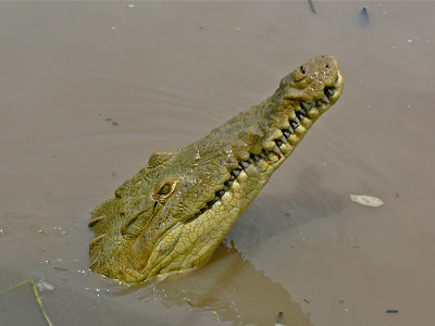 Tamarindo, Costa Rica Daily Photo: Crocodile coming up out of the water
