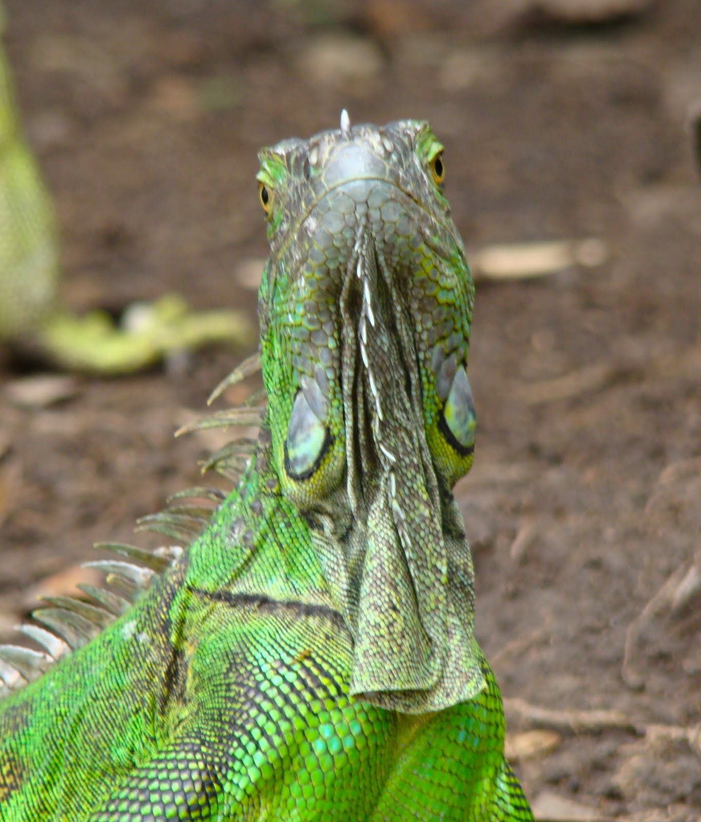 Tamarindo Costa Rica Daily Photo Iguana Not By The Hair On My 