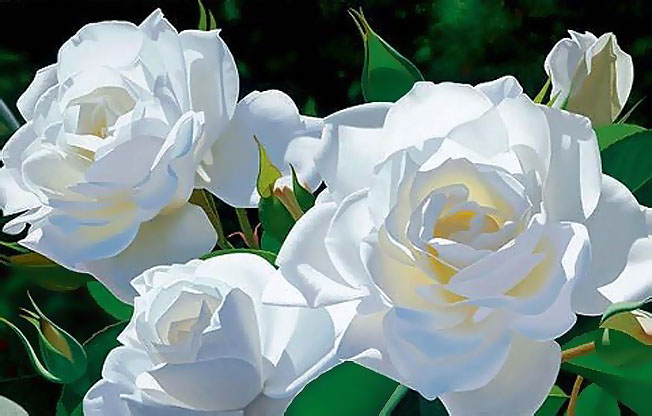 رومانسية الورود البيضاء