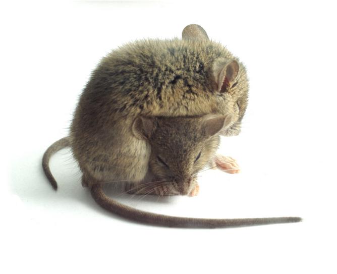 Meet Your Mouse Do Mice Like Cheese?