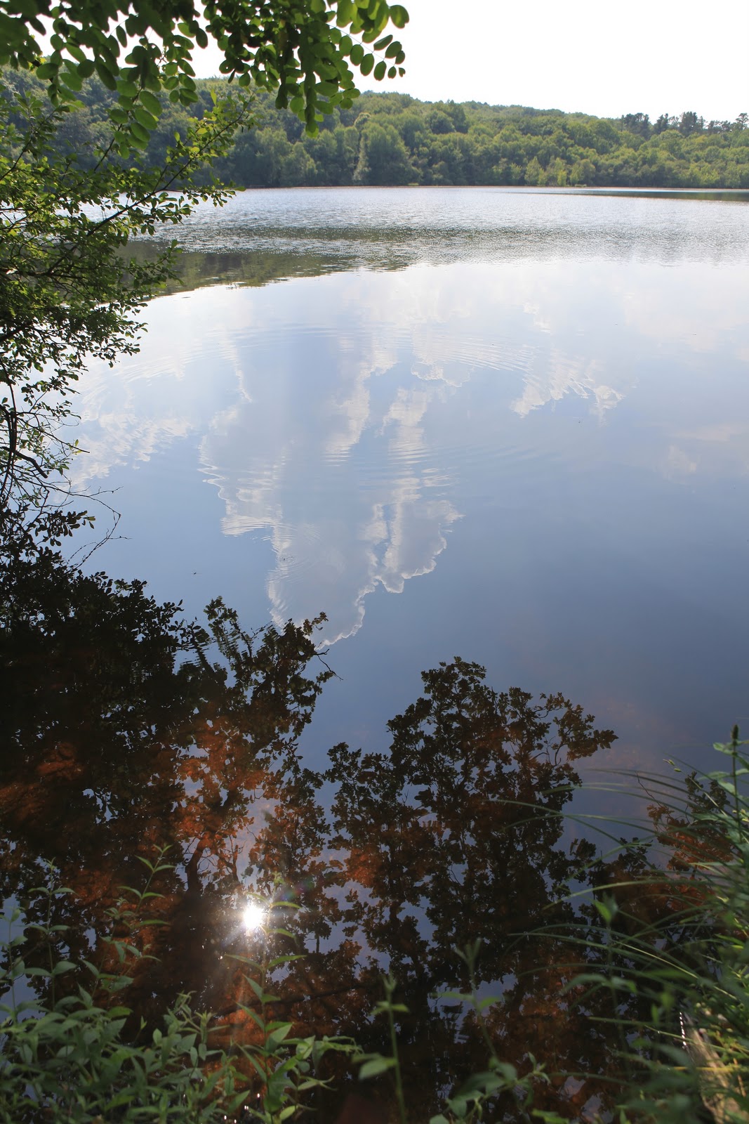 Michel Ogier Photographie La forêt de Corbières Ille et Vilaine