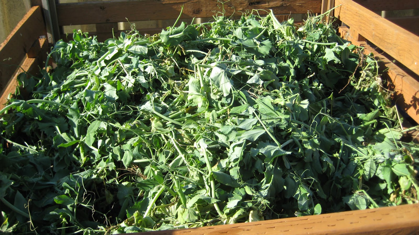 The Yarnability Peas and Green Manure