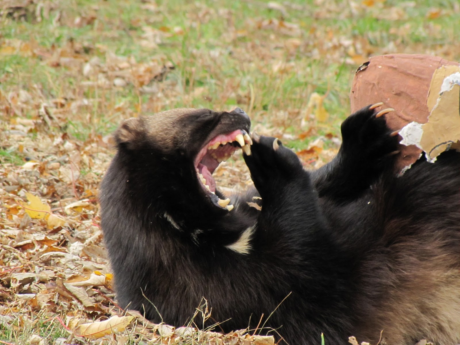 The Oakland Press Blogs: Earth's Almanac: BREAKING NEWS: When Wolverines Attack!1600 x 1200