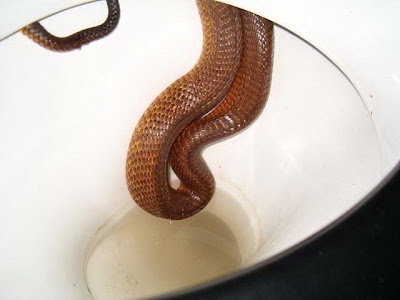 Meaning of picture : Snake in the toilet