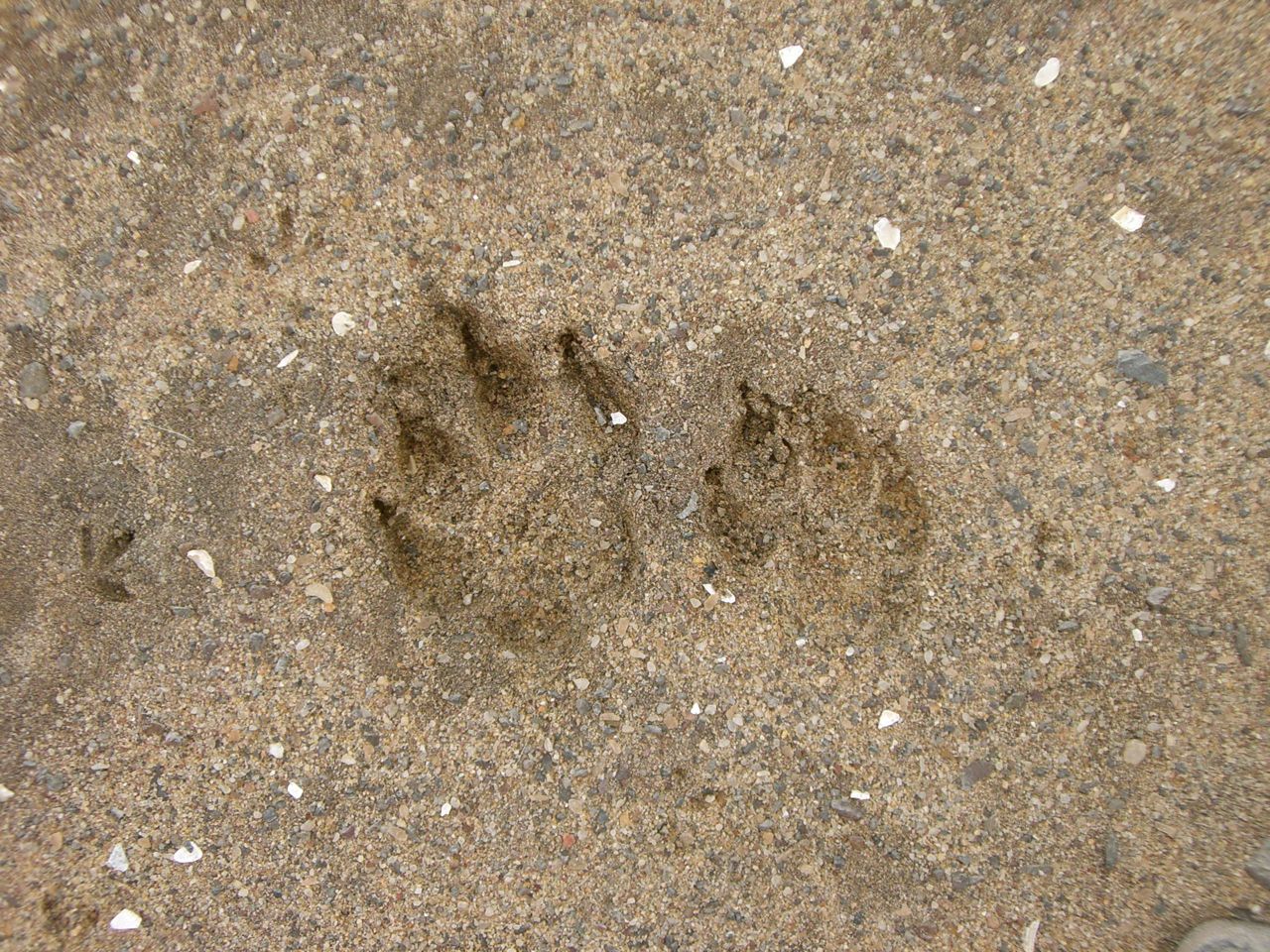 Animals on the Road Lion Tracks