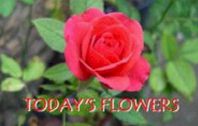 [Today's+Flowers+Logo.jpg]