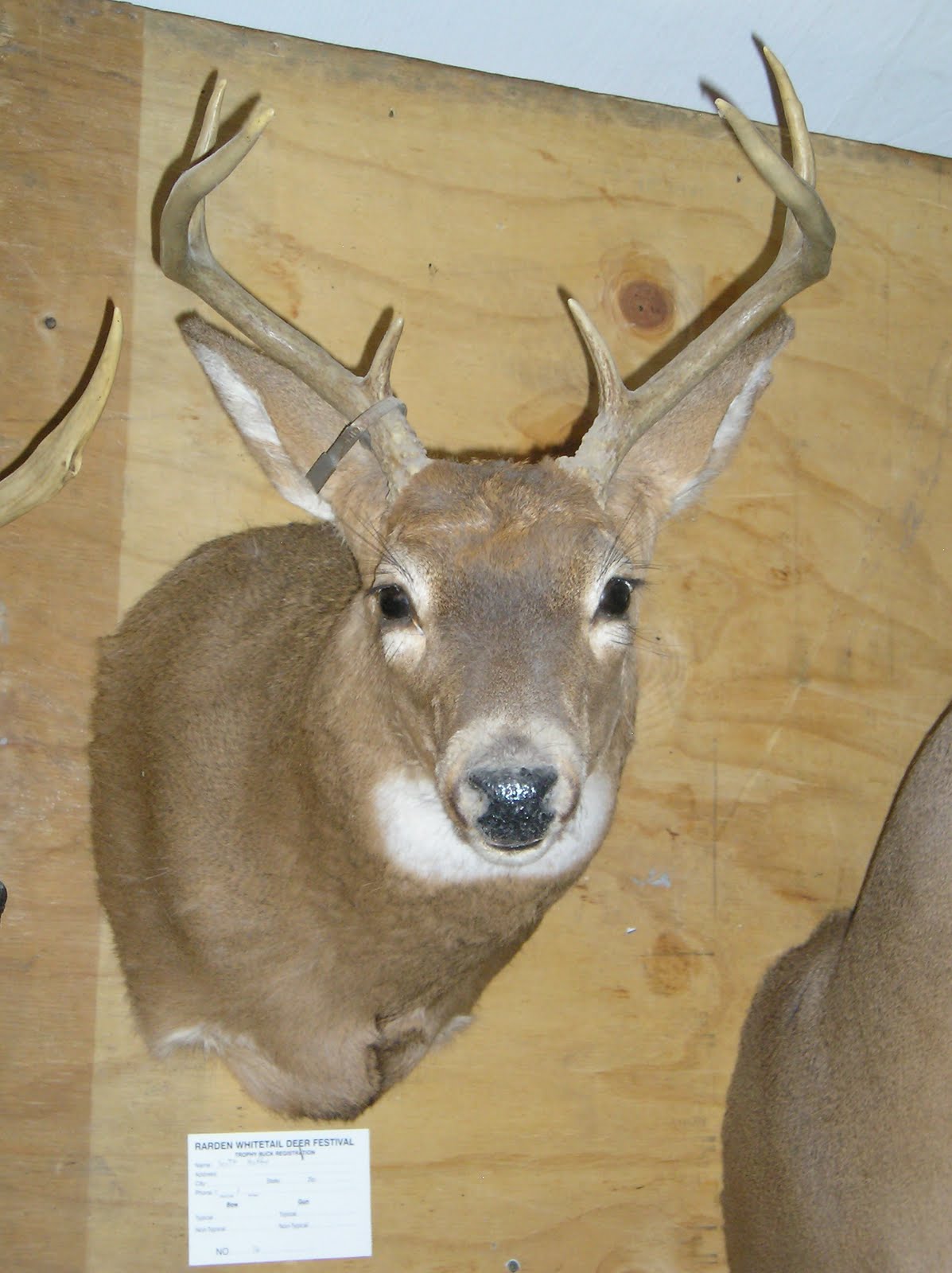 Rarden Whitetail Deer Festival Rarden, Ohio