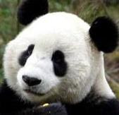 Giant Panda