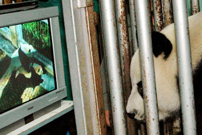 Www Sexap - Laijon Liu: Porn cage for sex novice pandas