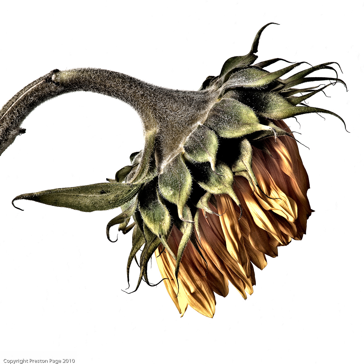 Scenes of St. Louis Dying Sunflower 3, HDR