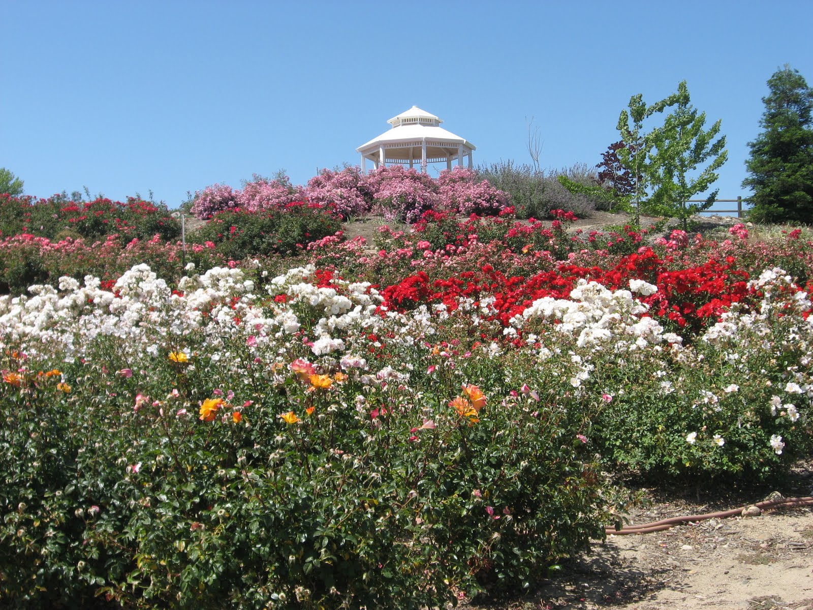 Daily Temecula Off the Beaten Path Temecula's Rose Haven Heritage Garden
