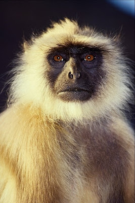 indian langur monkey whose  ancestor is monkeygod