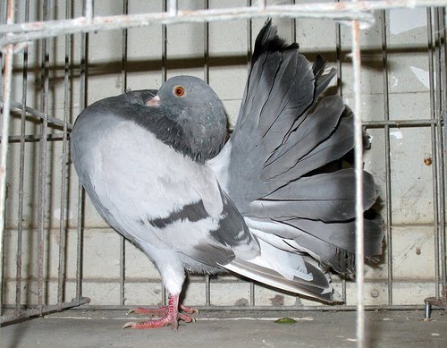Doves For Sale >> Indian Fantail Pigeons Pictures ~ ENCYCLOPEDIA OF PIGEON BREEDS Doves For Sale >> Indian Fantail Pigeons Pictures ~ ENCYCLOPEDIA OF PIGEON BREEDS