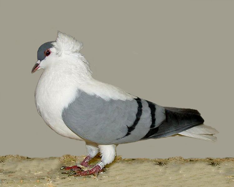 Indian Fantail Pigeon Food Indian Fantail Pigeon Food