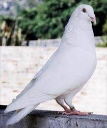 homer pigeon pigeons flying usa racing homing doves male breeds baaz