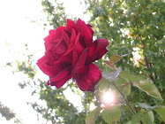 LA MIA ROSA ROSSA