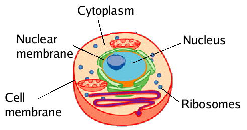 Image result for human cells  logspot.com