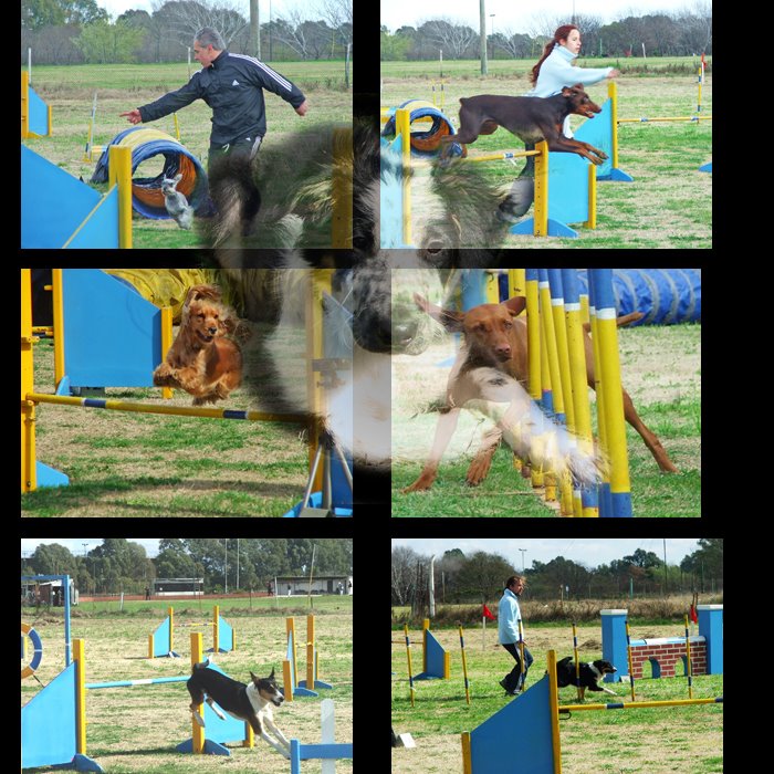 Nacional de agility