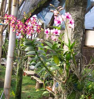 by: Chikafusa Adachi ^_^: Tanaman Anggrek Untuk Masa Depan :D