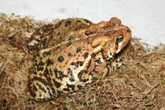 American Toad