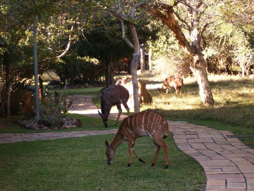 Como é fazer safari na Africa do Sul