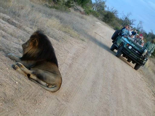 Como é fazer safari na Africa do Sul