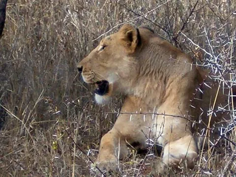 Safari, Sobre ver os big five e outros animais na Africa